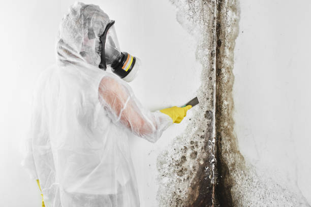 Best Preventive Mold Services in West Park, NJ