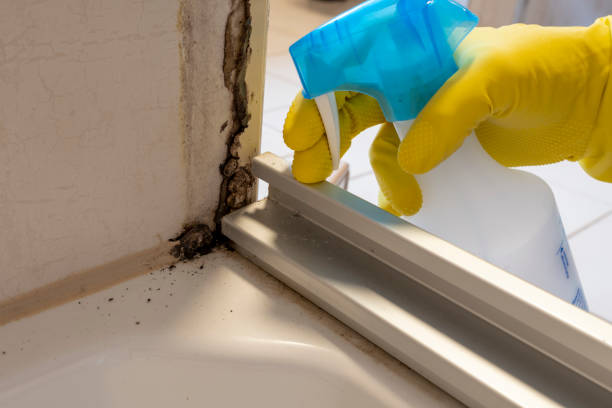 Best Bathroom Mold Remediation in West Park, NJ