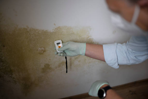 Professional Mold Remediation in West Park, NJ