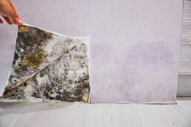 Best Attic Mold Remediation in West Park, NJ